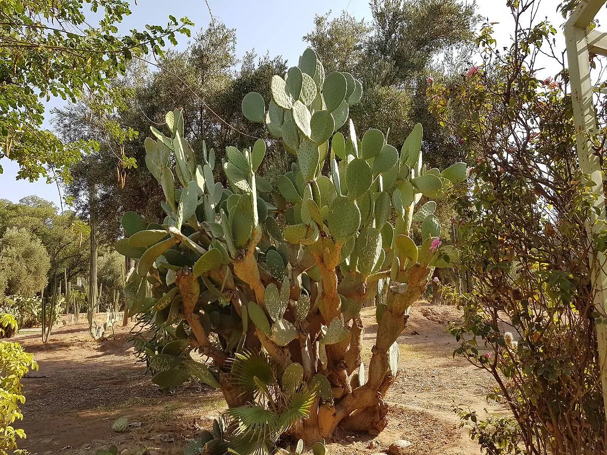 מרקש Residence Almanar מרוקו